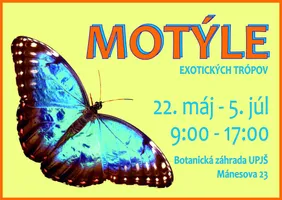 motyle-exotickych-tropov