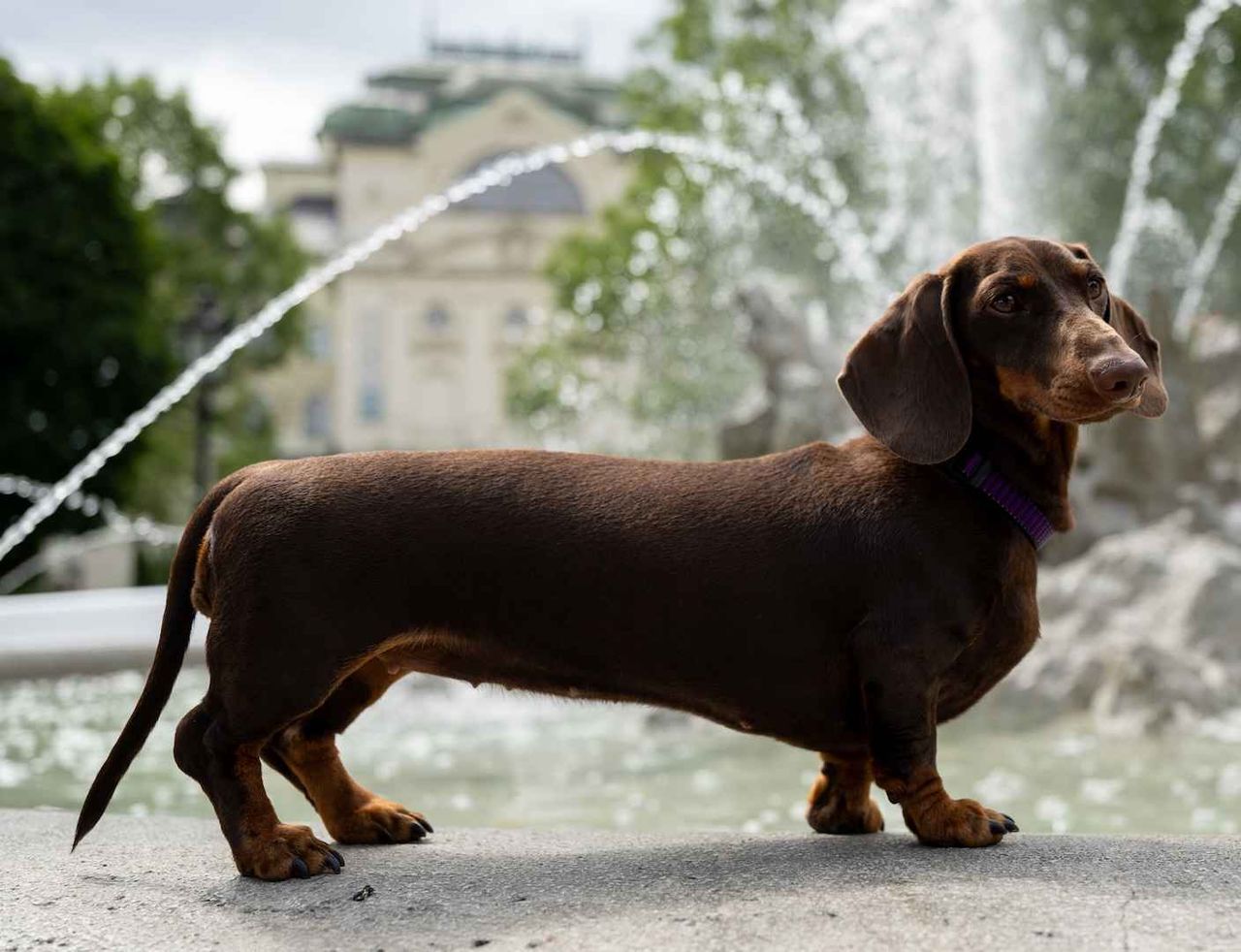 kam-so-psom-v-kosiciach:-dog-friendly-tipy-na-vylet-s-domacim-milacikom